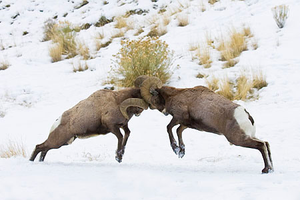 Image Example for fight