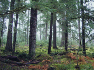 Image Example for forest