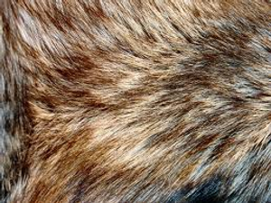 Image Example for fur