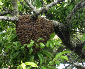 Image Example for hive