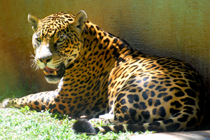 Image Example for jaguar