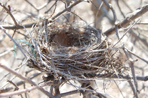 Image Example for nest