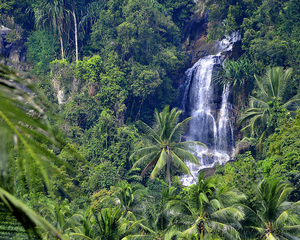 Image Example for rainforest