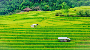 Image Example for rice farm