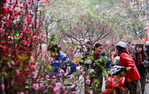 Image Example for buy a branch of peach blossom