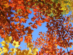 Image Example for autumn