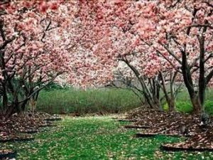 Image Example for spring