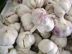 Image Example for garlic