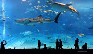 Image Example for aquarium