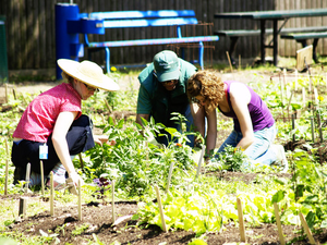 Image Example for grow vegetables
