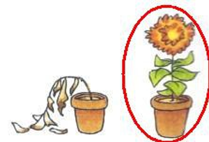 Image Example for live