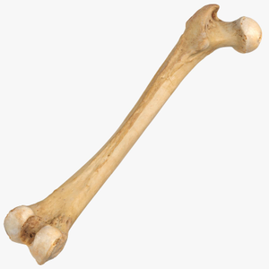 Image Example for bone