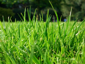 Image Example for grass
