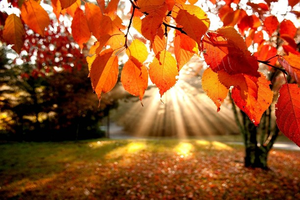 Image Example for autumn