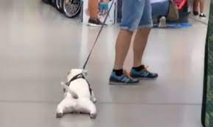 Image Example for drag