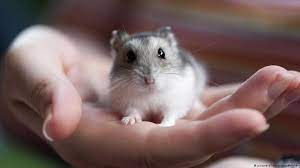 Image Example for hamsters