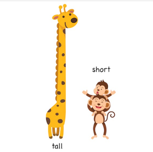 Image Example for tall