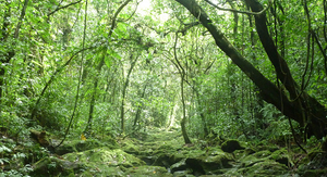 Image Example for forest