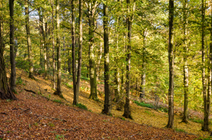 Image Example for forest