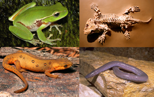 Image Example for amphibian