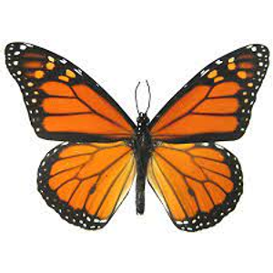 Image Example for butterfly