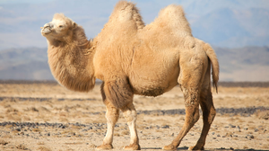 Image Example for camel