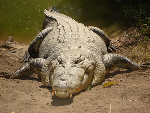 Image Example for crocodile