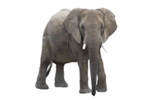 Image Example for elephant