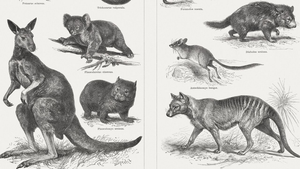 Image Example for extinct