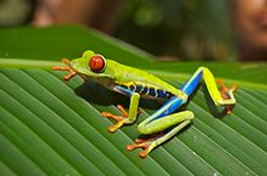 Image Example for frog