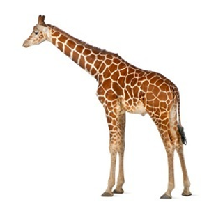 Image Example for giraffe