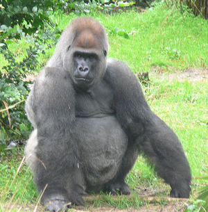 Image Example for gorilla