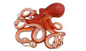 Image Example for octopus