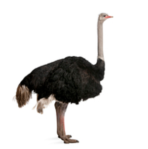 Image Example for ostrich