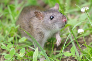 Image Example for rat