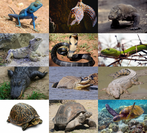 Image Example for reptile