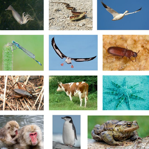 Image Example for species