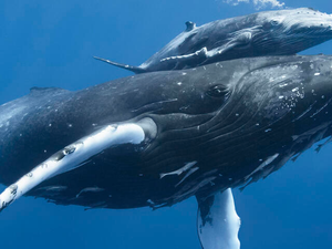 Image Example for whale