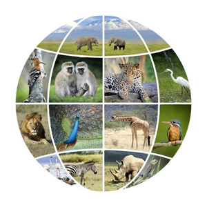 Image Example for wildlife