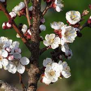 Image Example for apricot trees