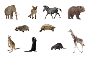 Image Example for animal