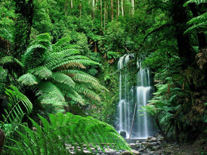 Image Example for rainforest