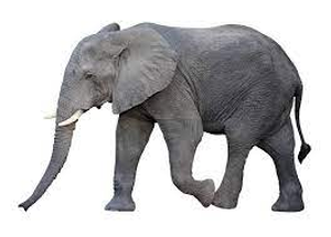 Image Example for elephant