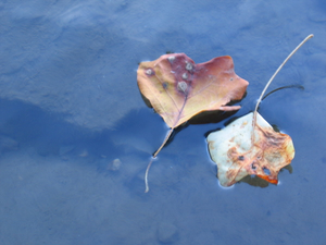 Image Example for fall