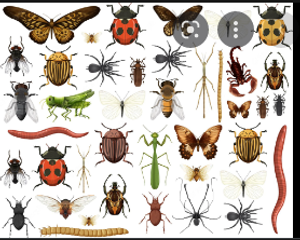 Image Example for insect