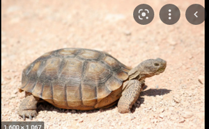 Image Example for tortoises