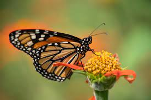 Image Example for butterfly