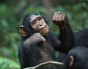 Image Example for chimp