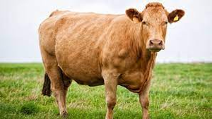 Image Example for cow