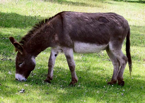 Image Example for donkey